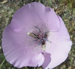 Calochortus splendens flower
